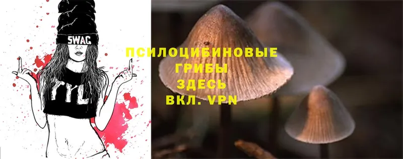 OMG как зайти  Анапа  Галлюциногенные грибы Cubensis 